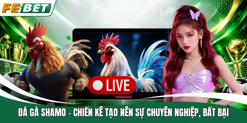 Đá gà Shamo